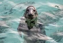 cornish seal sanctuary tickets