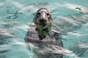 cornish seal sanctuary tickets