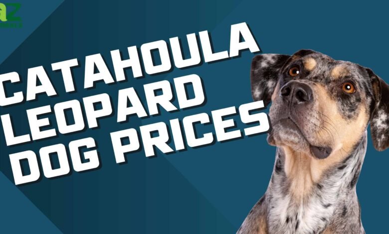 catahoula leopard dog for sale
