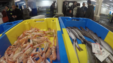 fraserburgh fish market